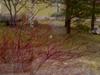 mms-07.04.2007_130950.jpg