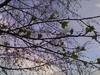 mms-26.04.2007_195336.jpg
