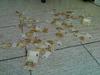 mms-28.04.2007_152413.jpg